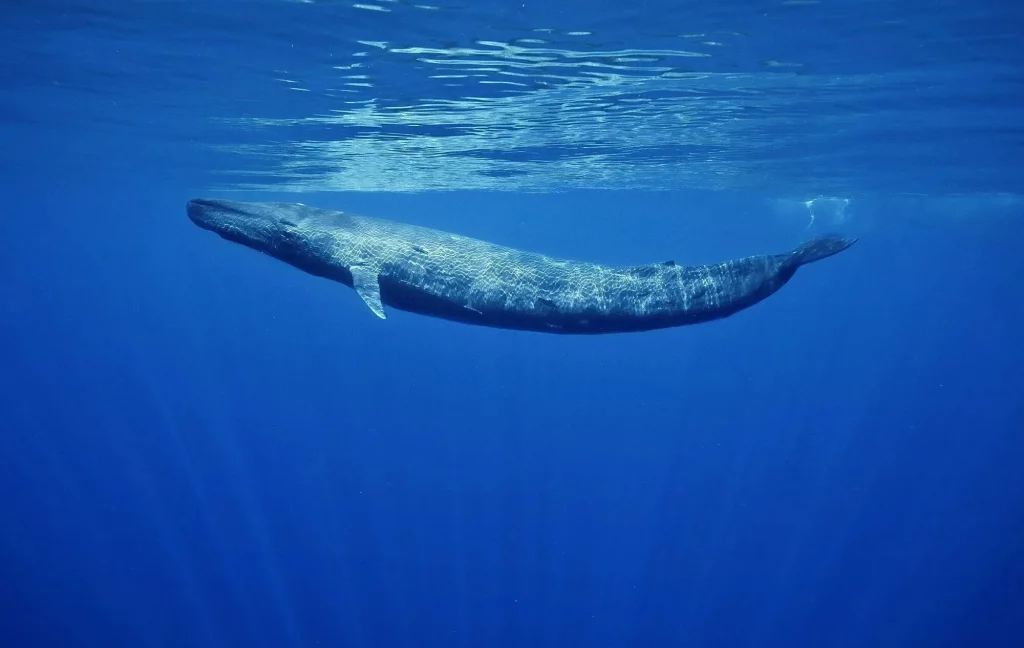 baleia-azul e sua exuberância, curiosidade do mundo animal