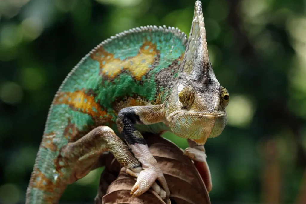 Camaleão em galho com folha seca, curiosidade do mundo animal