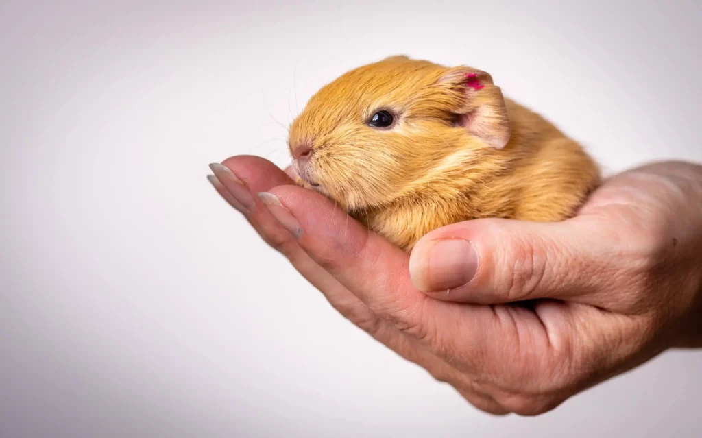 Você pode ver a segurança do porquinho da índa, ótimo pet para ter em apartamentos. 