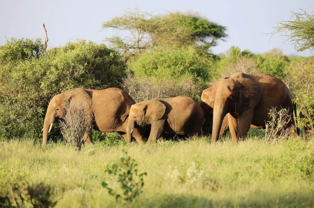 elefantes em busca de alimento, curiosidade do mundo animal