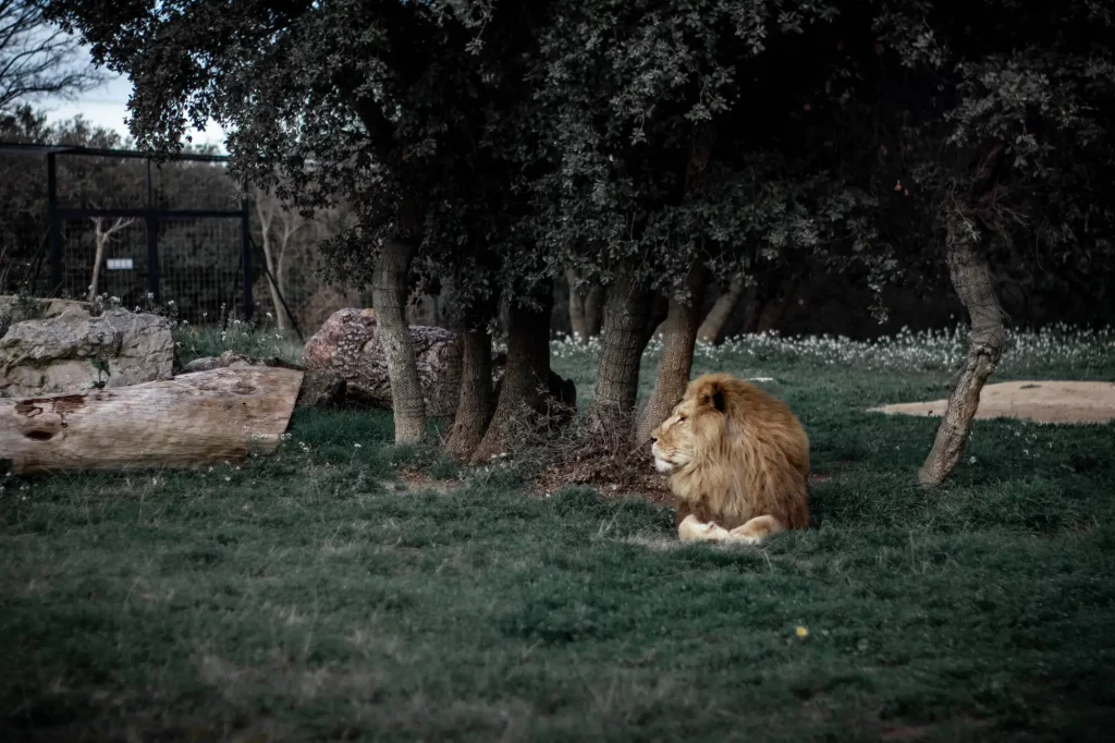 Saiba a diferença enre animais selvagens e animais domésticos.