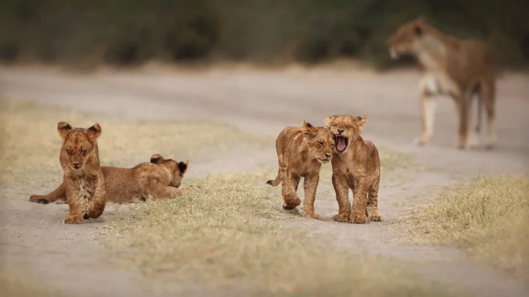 Animais selvagens e animais domésticos