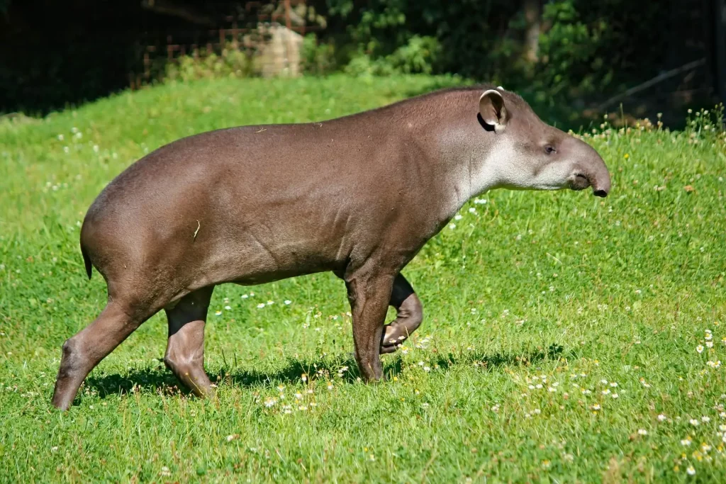 Anta, animal incrível da nossa fauna