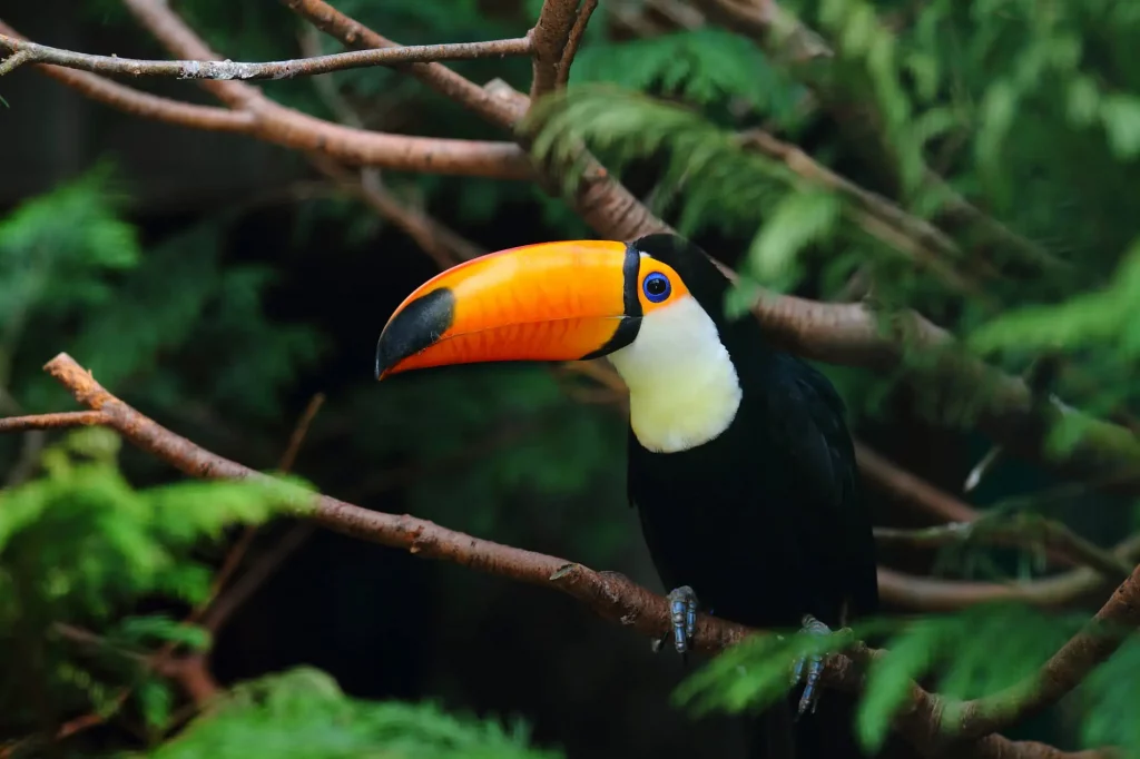 Fotografia de um tucano