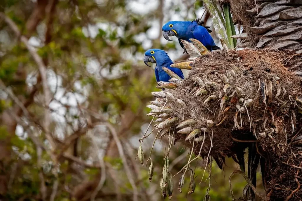 Arara-azul, típica da nossa fauna