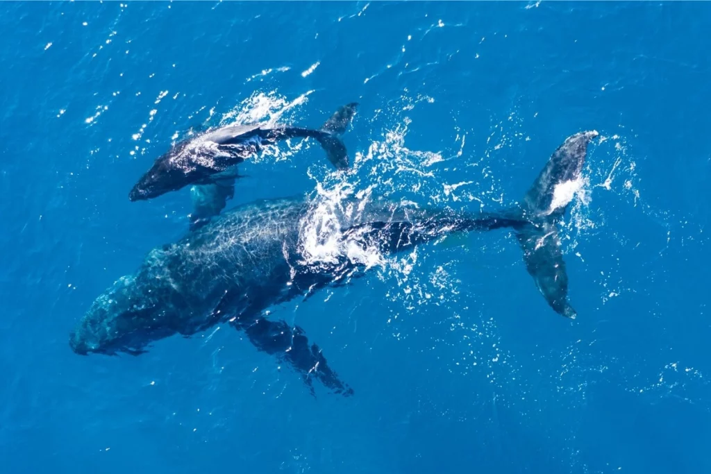 Baleias, gigantes do oceano