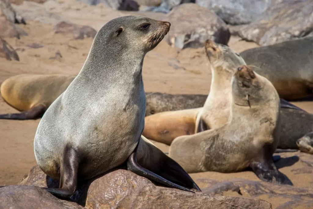 Foca, mamífero junto ao seu grupo