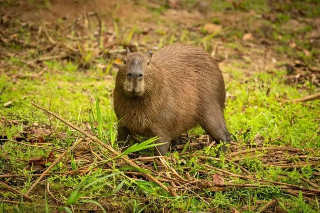 Fauna do pantanal