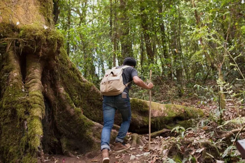 Biomas do brasil: Explorando a mata atlântica