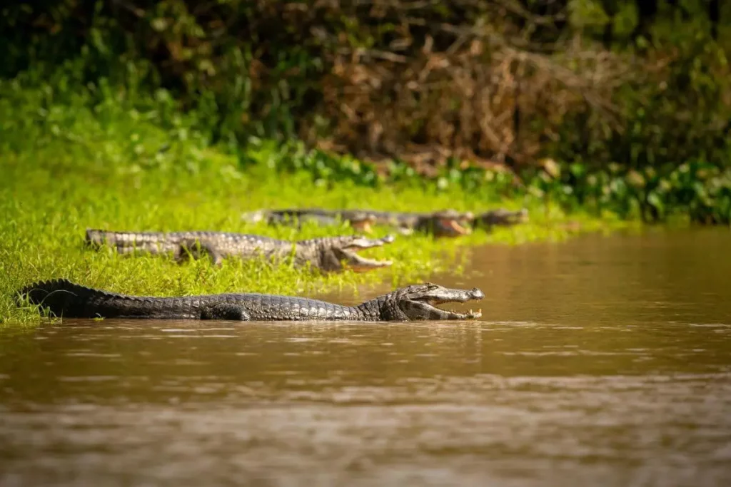 Biomas do brasil: Riquezas da fauna no pantanal 