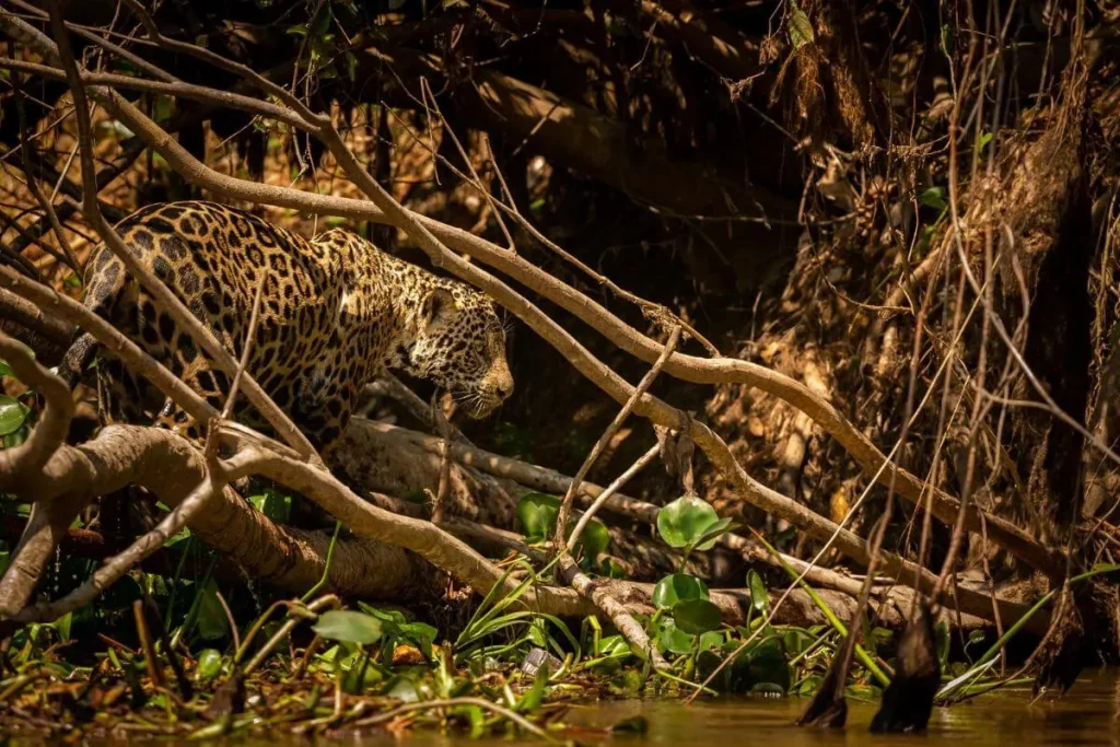 Desafios e ameaças na alimentação do jaguar