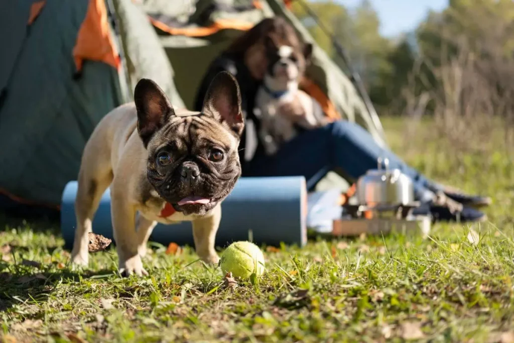 Cachorro brincando com a bola em um acampamento