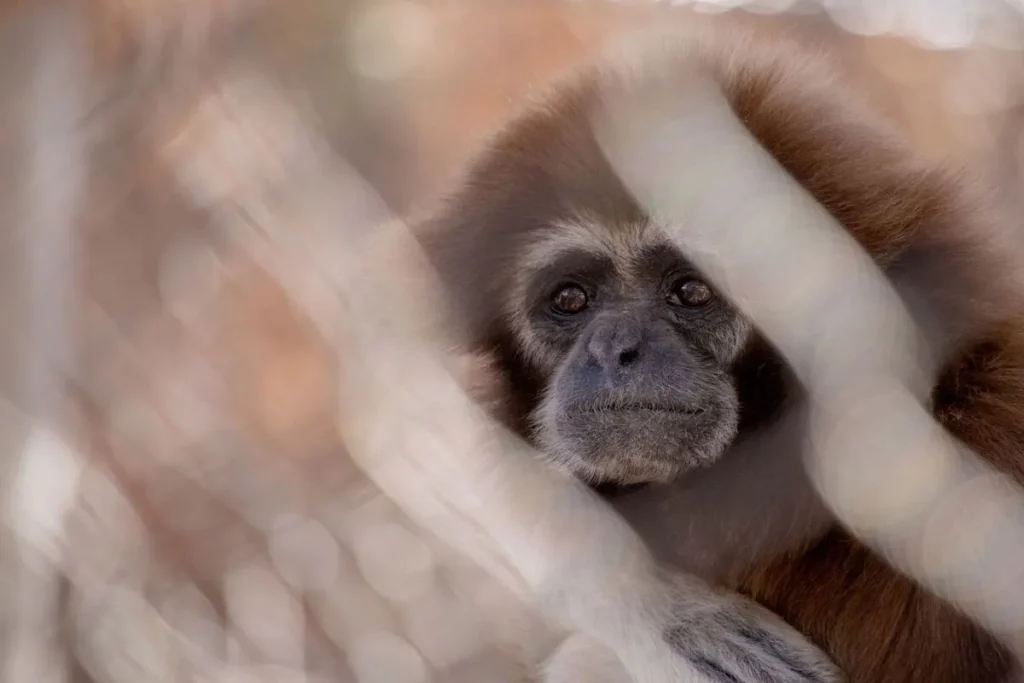 O tráfico de animais: Macaco preseo em gaiola, causas, consequências e a realidade atual no Brasil