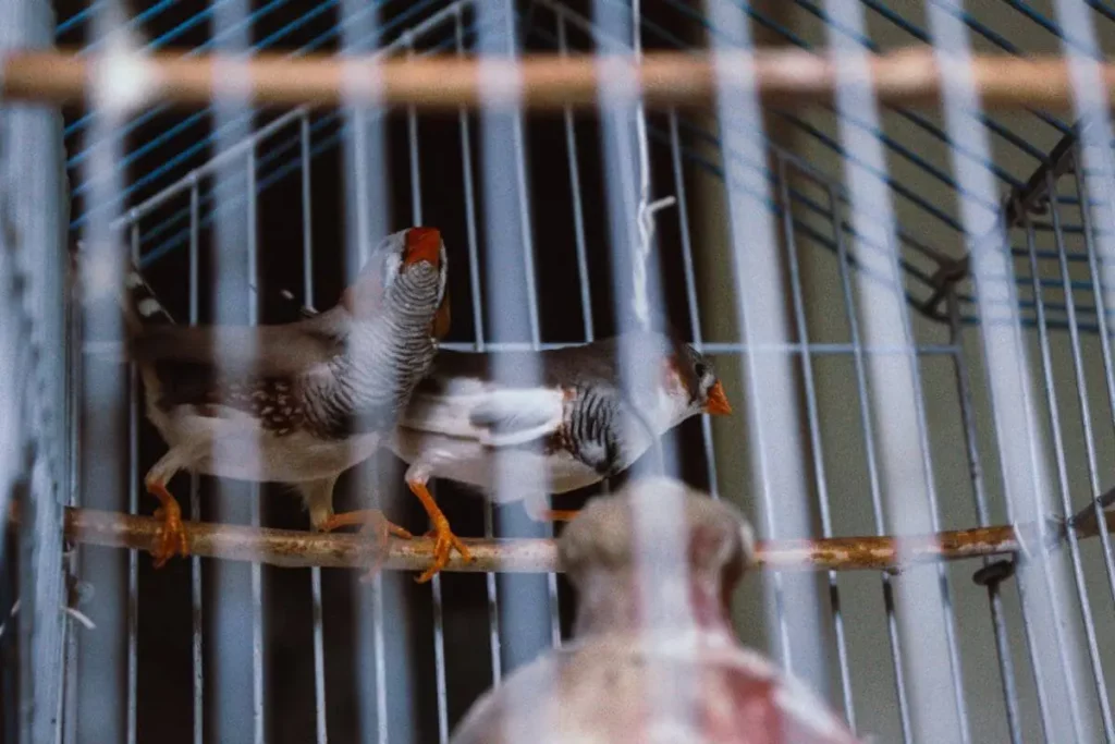 Pássaros presos em gaiola